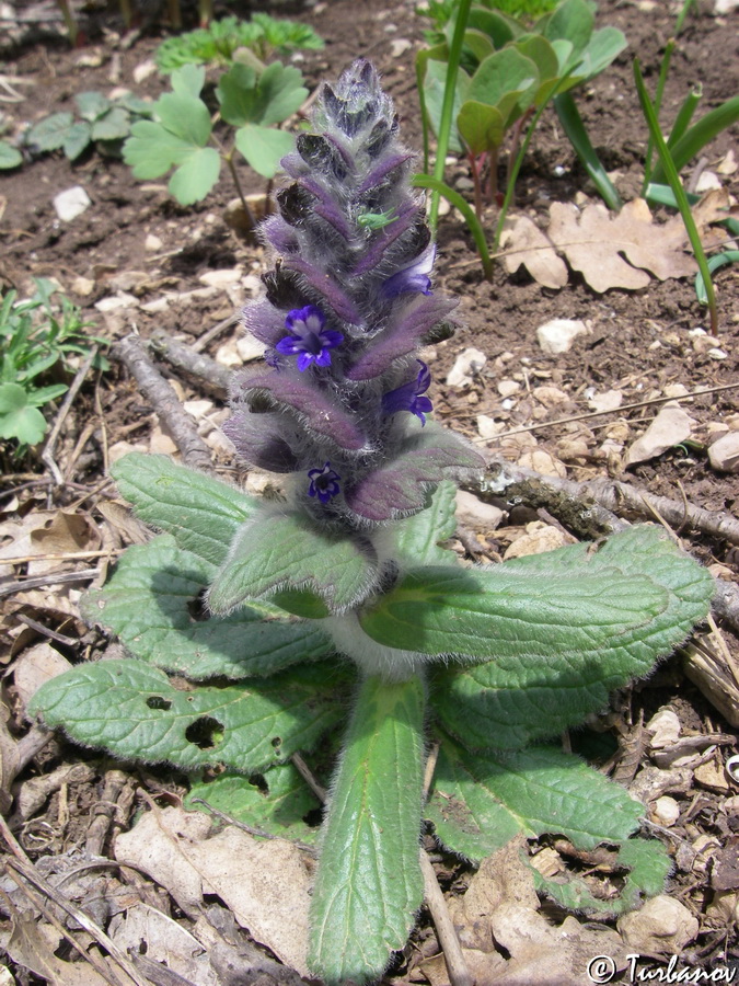 Image of Ajuga orientalis specimen.
