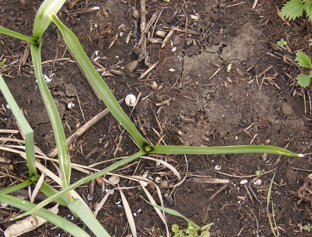 Image of Ornithogalum boucheanum specimen.