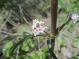 Valeriana tuberosa. Пазушное соцветие. Украина, Донецкая обл., Никольский р-н, запов. \"Каменные Могилы\", участок степи возле родника. 30.04.2017.