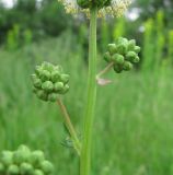 Poterium sanguisorba