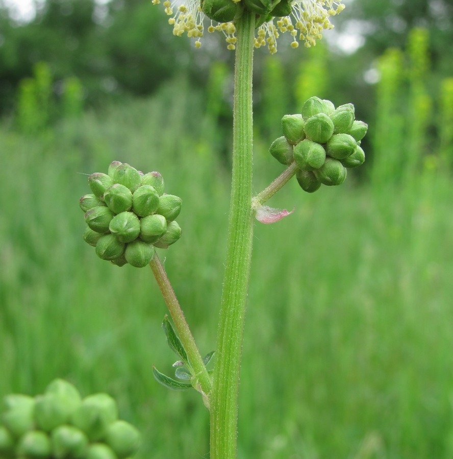 Изображение особи Poterium sanguisorba.