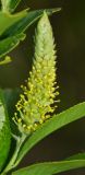 Salix pseudopentandra