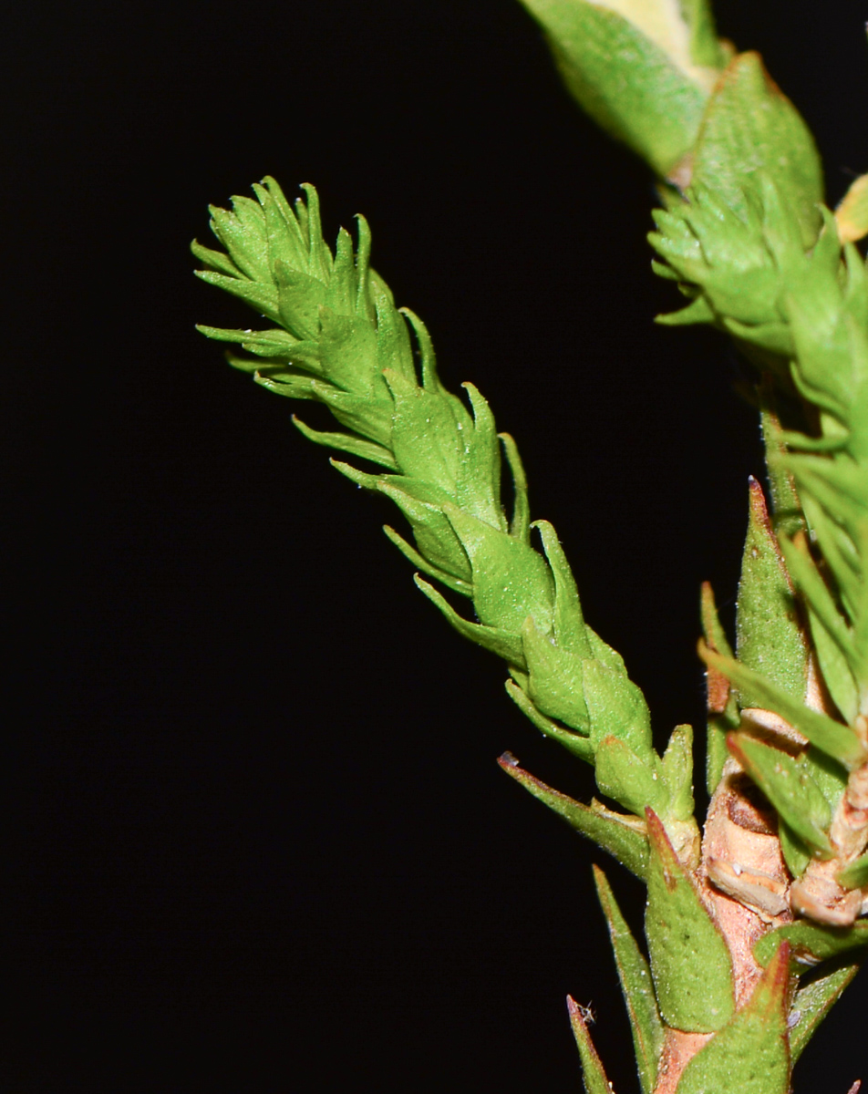 Image of Melaleuca huegelii specimen.