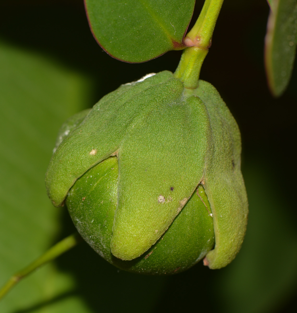 Image of Sonneratia ovata specimen.