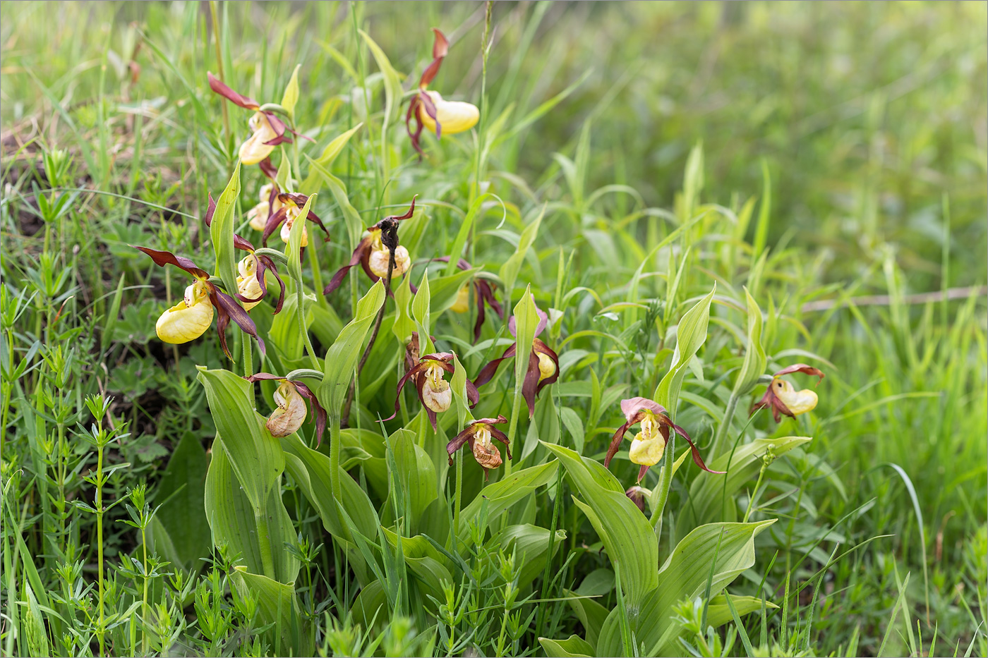 Изображение особи Cypripedium calceolus.