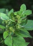 Arctium minus. Верхушка зацветающего растения. Москва, Измайловский парк, опушка лиственного леса. 28.06.2017.
