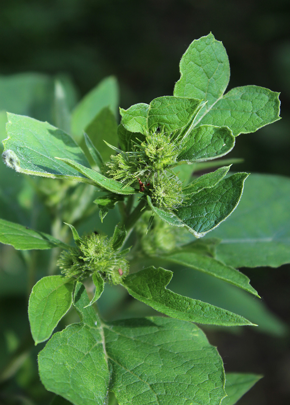 Image of Arctium minus specimen.