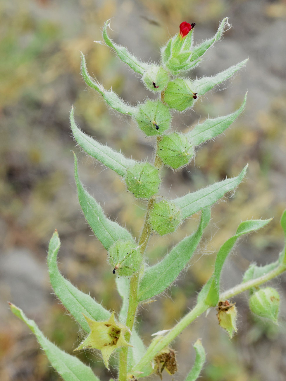 Image of Nonea caspica specimen.