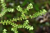 Selaginella rossii. Побеги (вид снизу). Приморский край, Ольгинский р-н, окр. с. Пермское, долина р. Аввакумовка на левом берегу, скала Чёртов Утёс, на скалах. 04.07.2017.