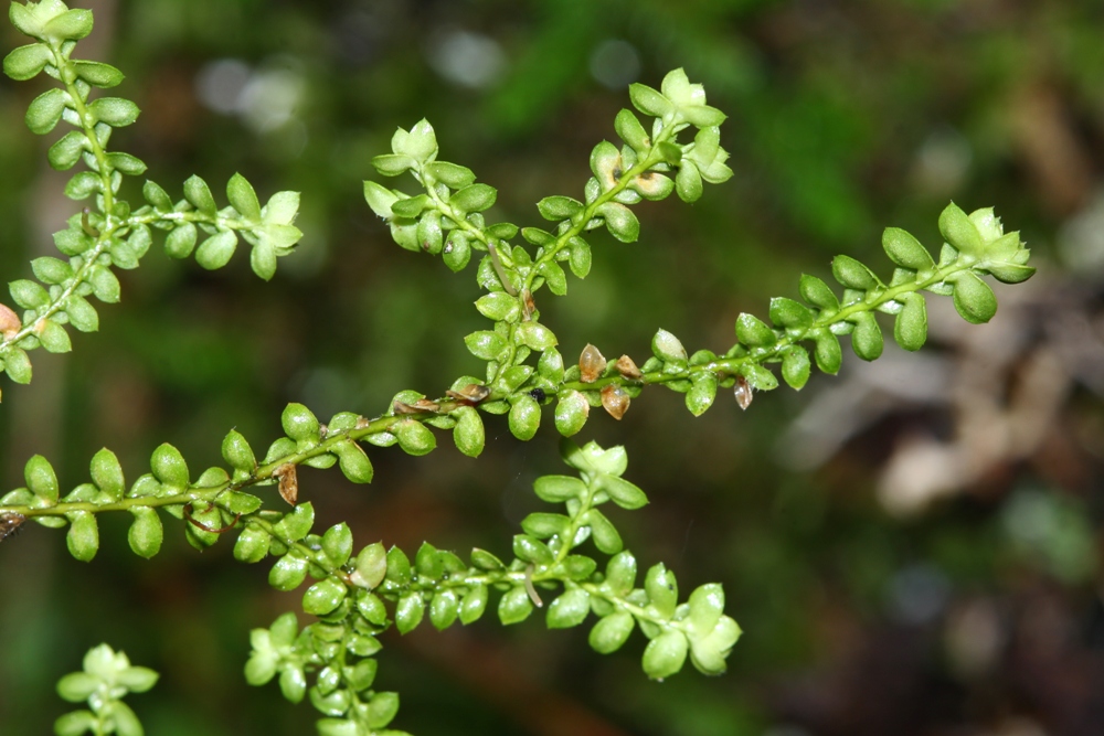 Изображение особи Selaginella rossii.