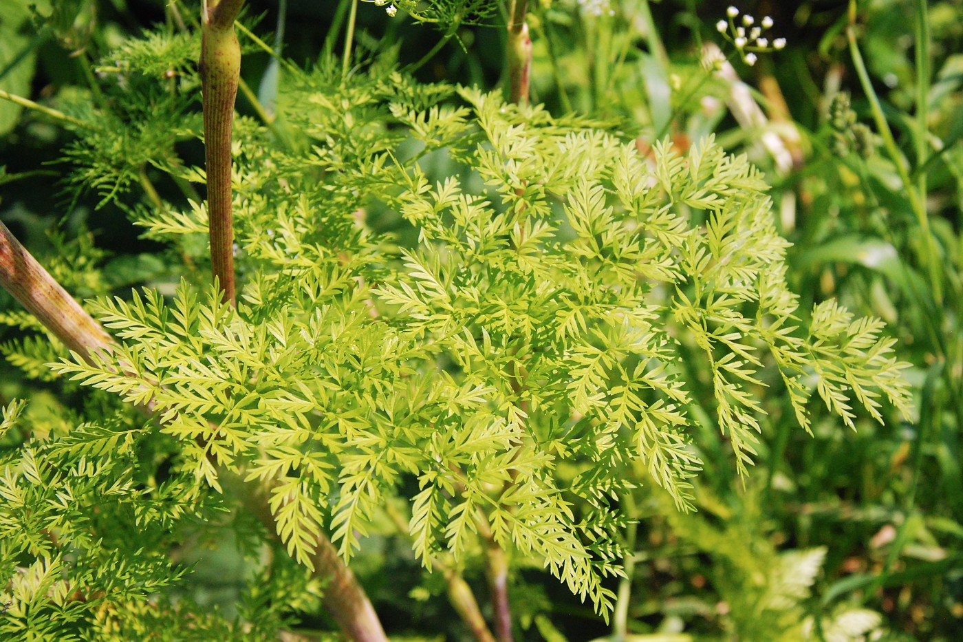 Изображение особи Conium maculatum.