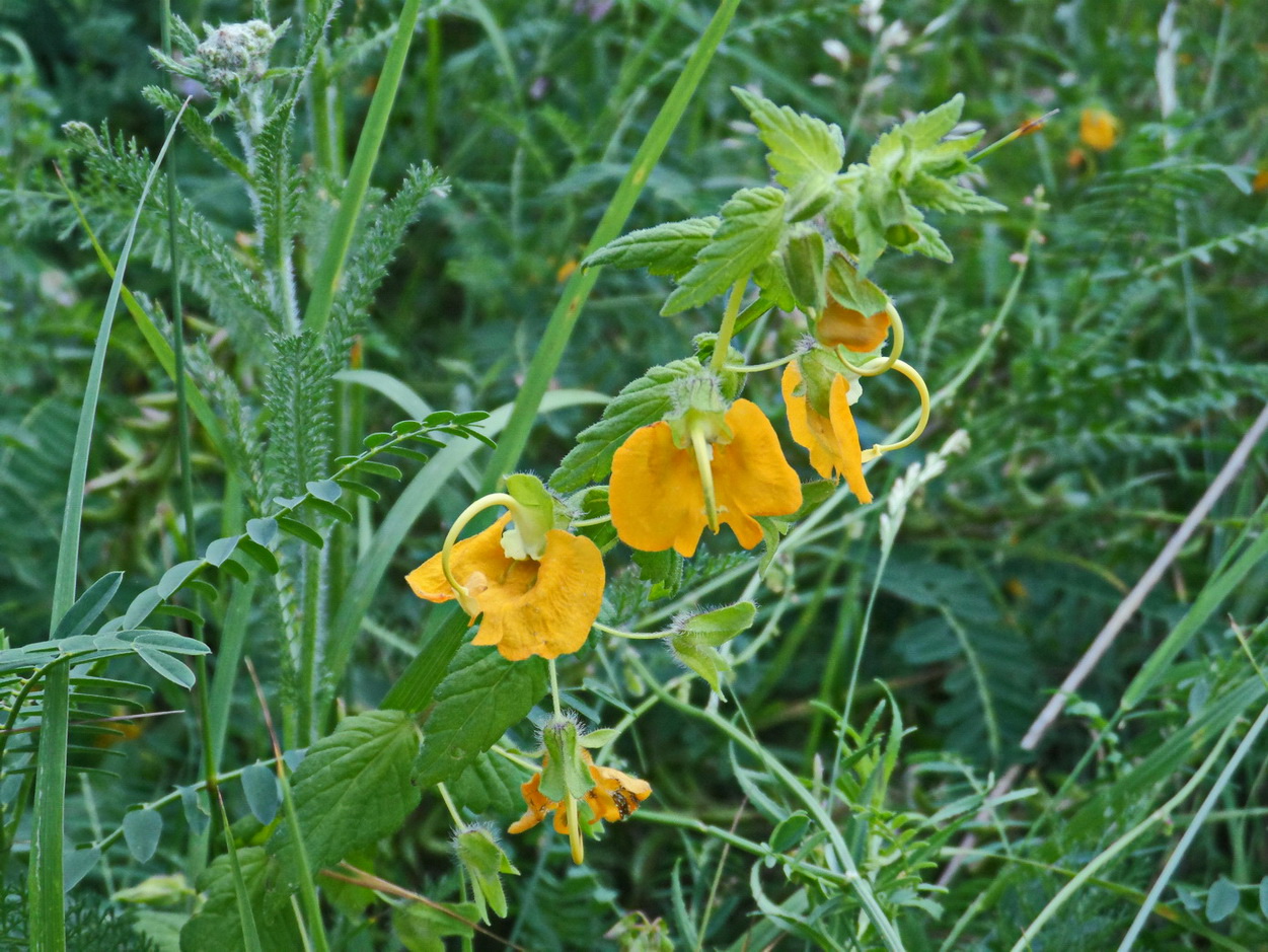 Изображение особи Rhynchocorys orientalis.