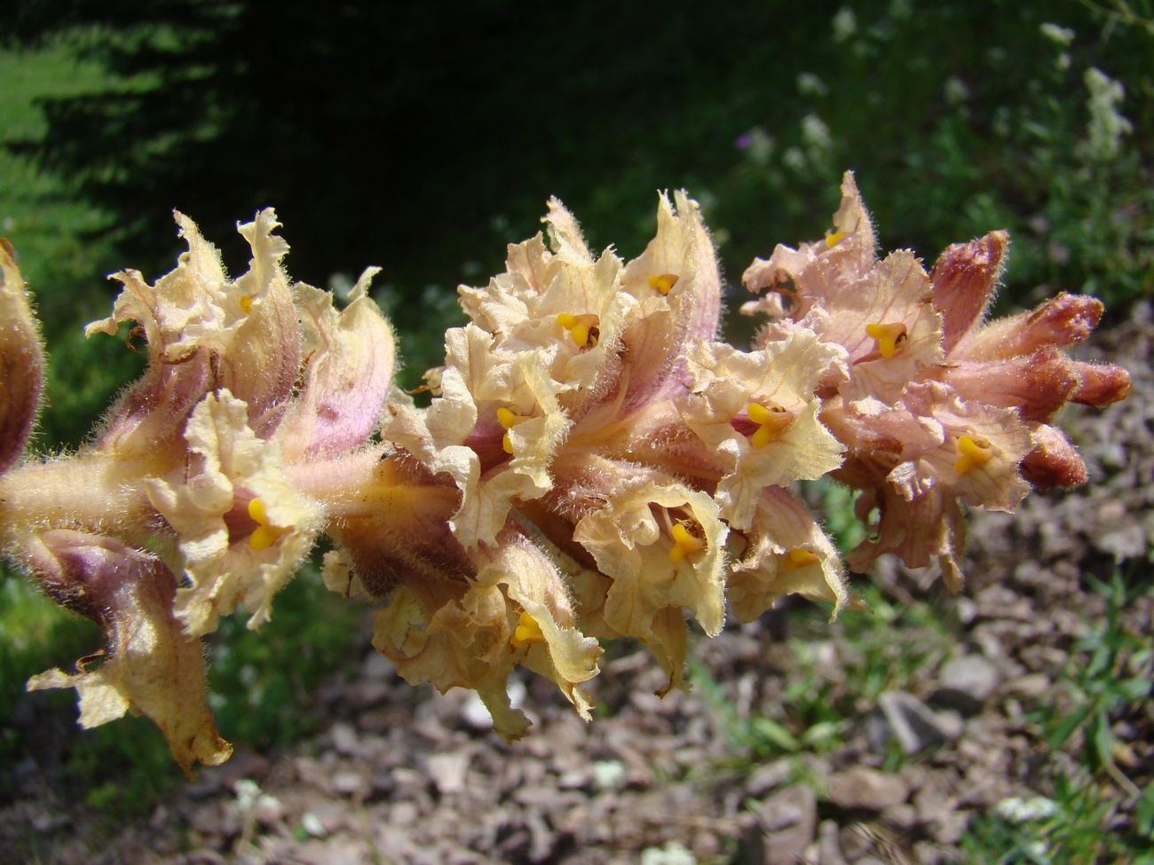 Изображение особи Orobanche alsatica.