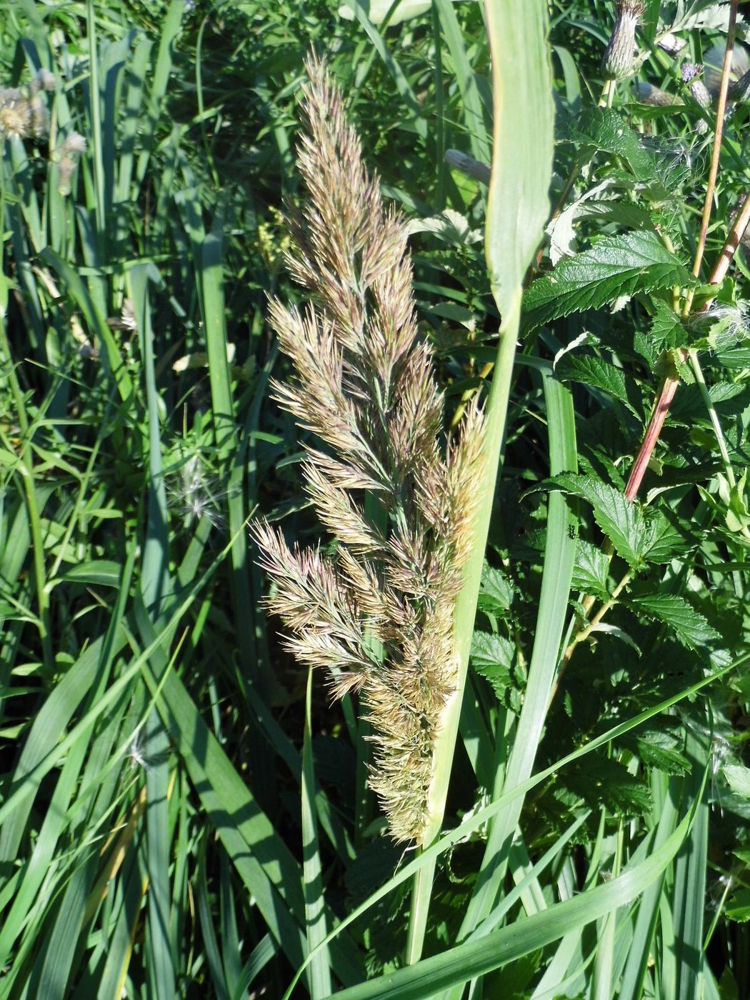 Изображение особи Calamagrostis epigeios.