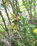 Berberis vulgaris