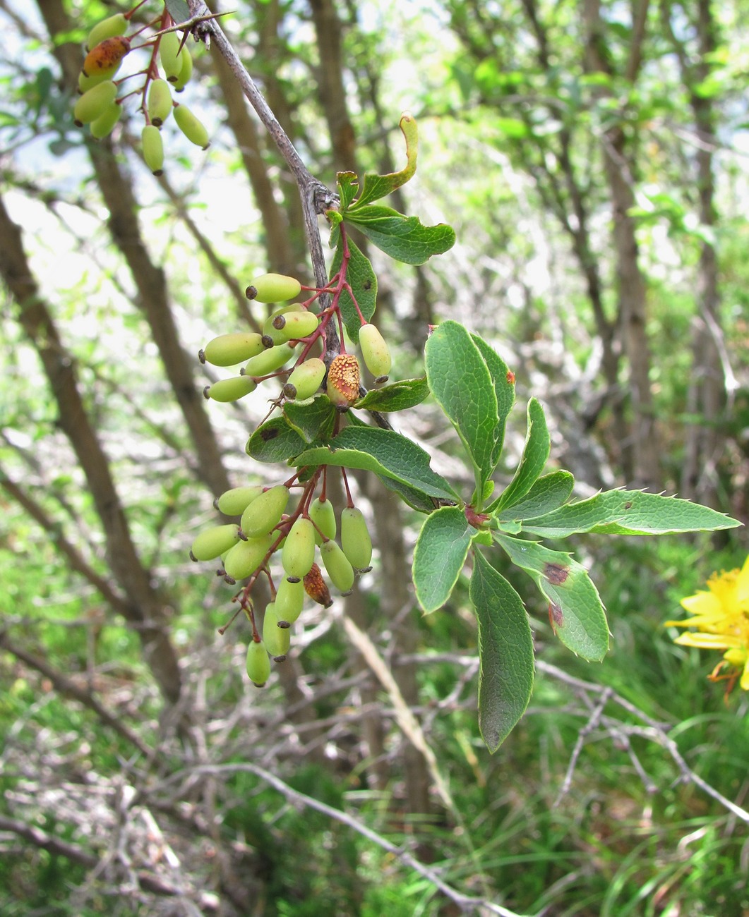 Изображение особи Berberis vulgaris.