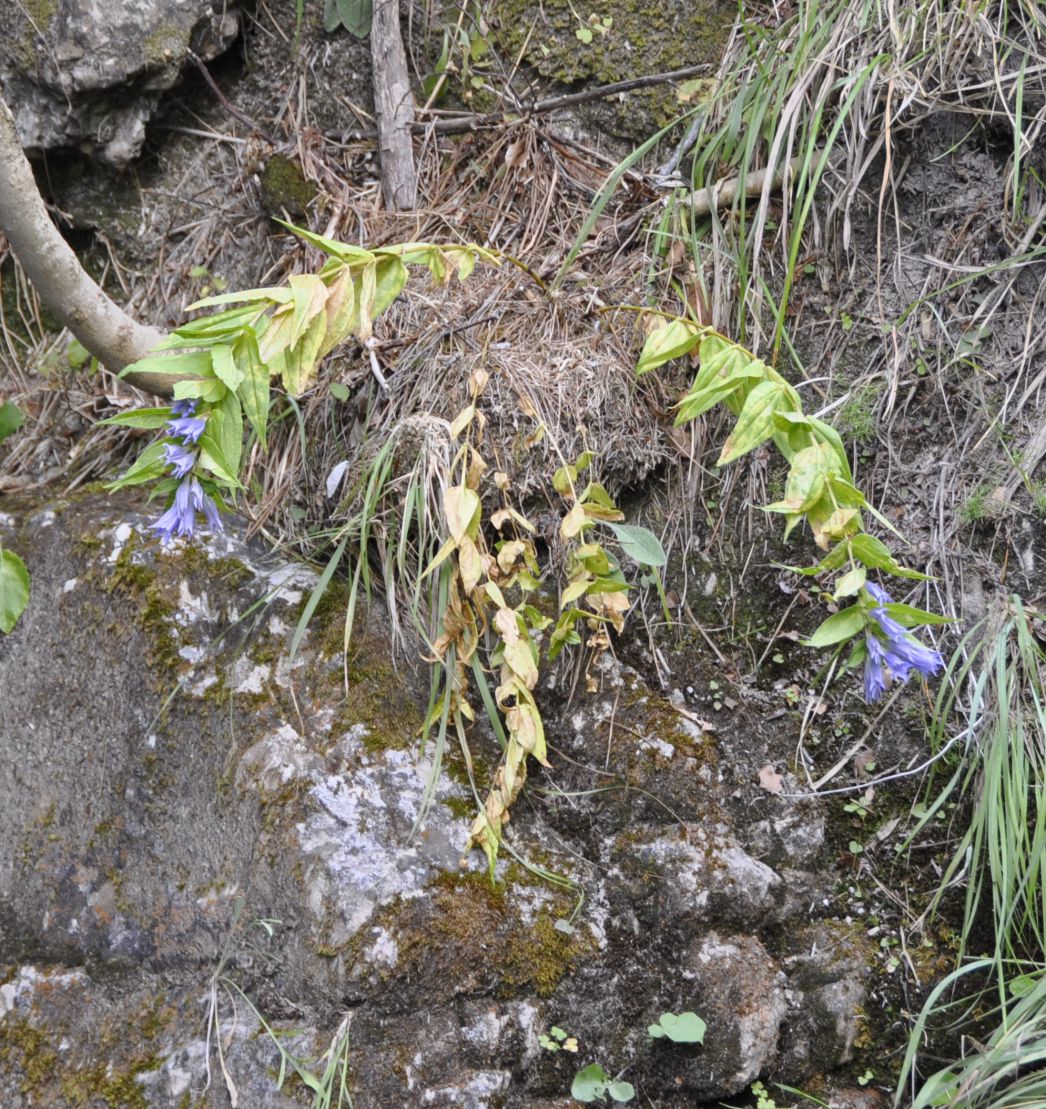 Изображение особи Gentiana asclepiadea.