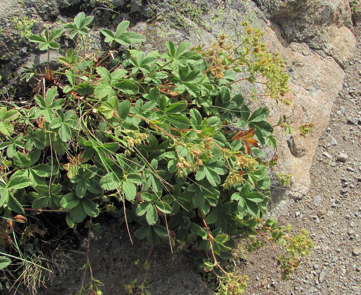 Изображение особи Potentilla brachypetala.