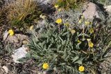 Erigeron cabulicus