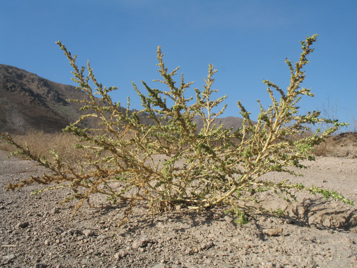 Image of Amaranthus albus specimen.