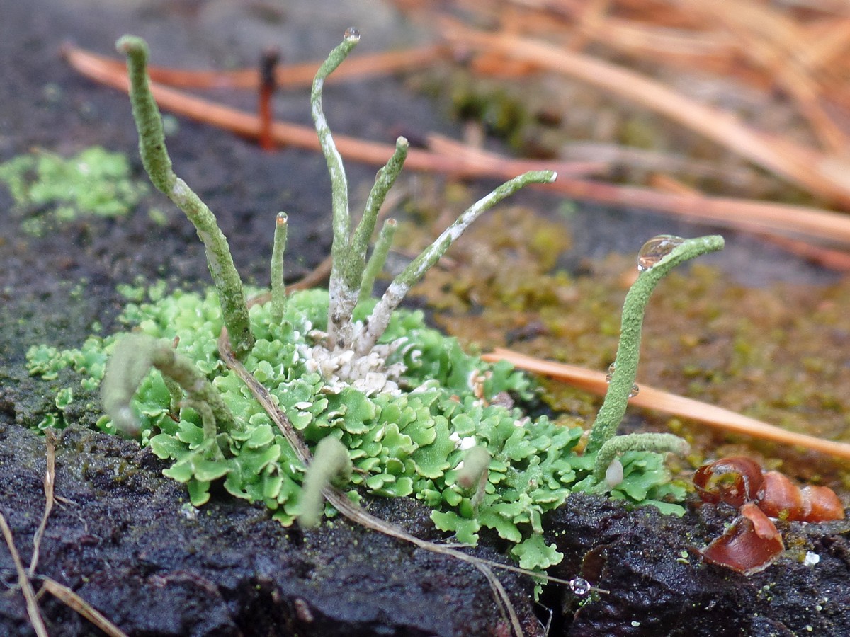 Изображение особи род Cladonia.