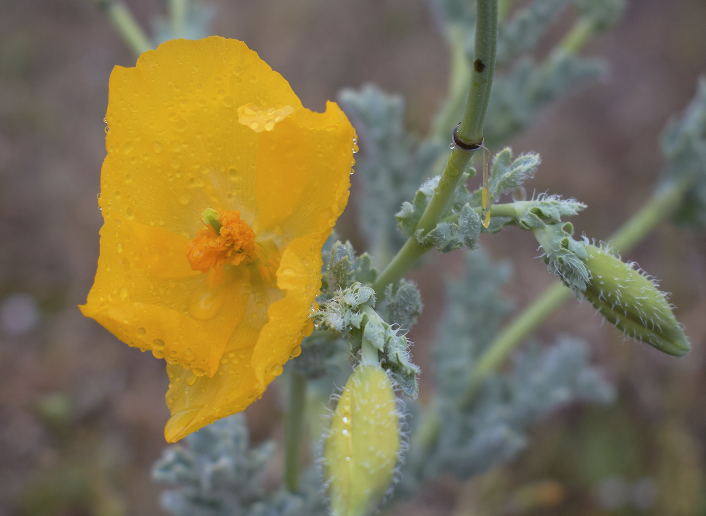 Изображение особи Glaucium flavum.