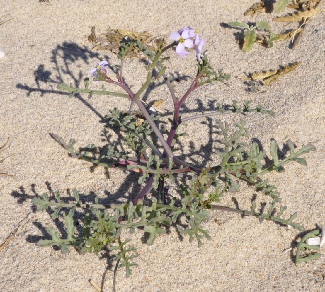 Image of Cakile maritima specimen.