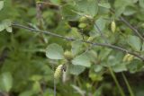 Betula divaricata
