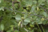 Betula divaricata. Часть ветви с соплодиями и заложившимися мужскими сережками. Сахалинская обл., Охинский р-н; п-в Шмидта, бассейн р. Пильво, окраина осоково-сфагнового болота. 14.07.2017.