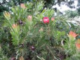 Protea cynaroides