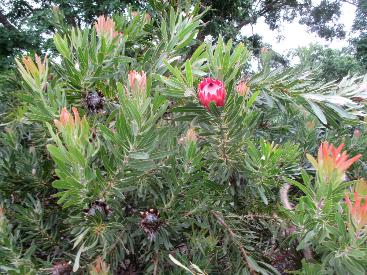 Изображение особи Protea cynaroides.