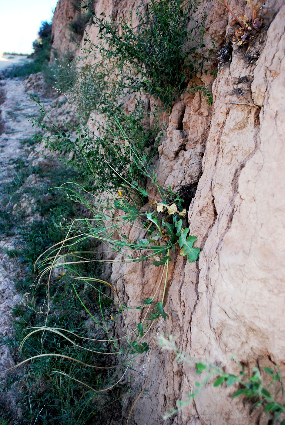 Image of Glaucium fimbrilligerum specimen.