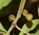 Lophostemon confertus