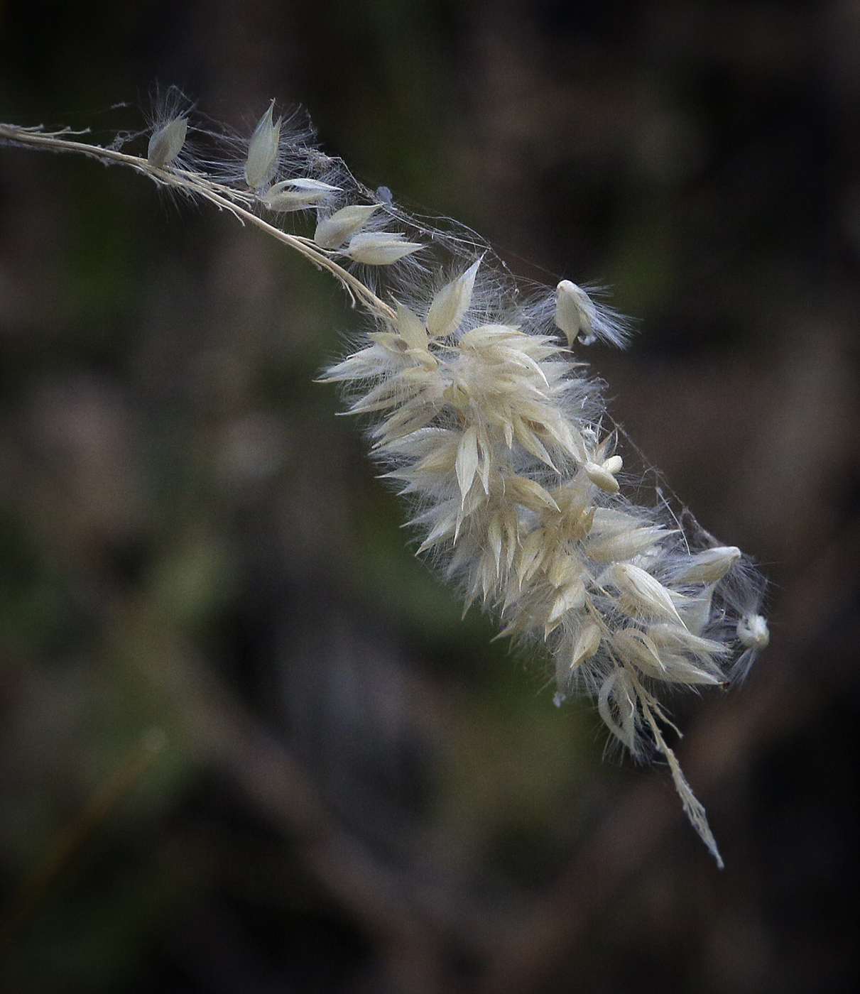 Image of Melica transsilvanica specimen.