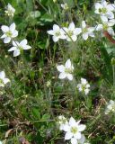 Arenaria redowskii. Цветущее растение. Южная Якутия, перевал через хр. Западный Янги. 26.06.2008.