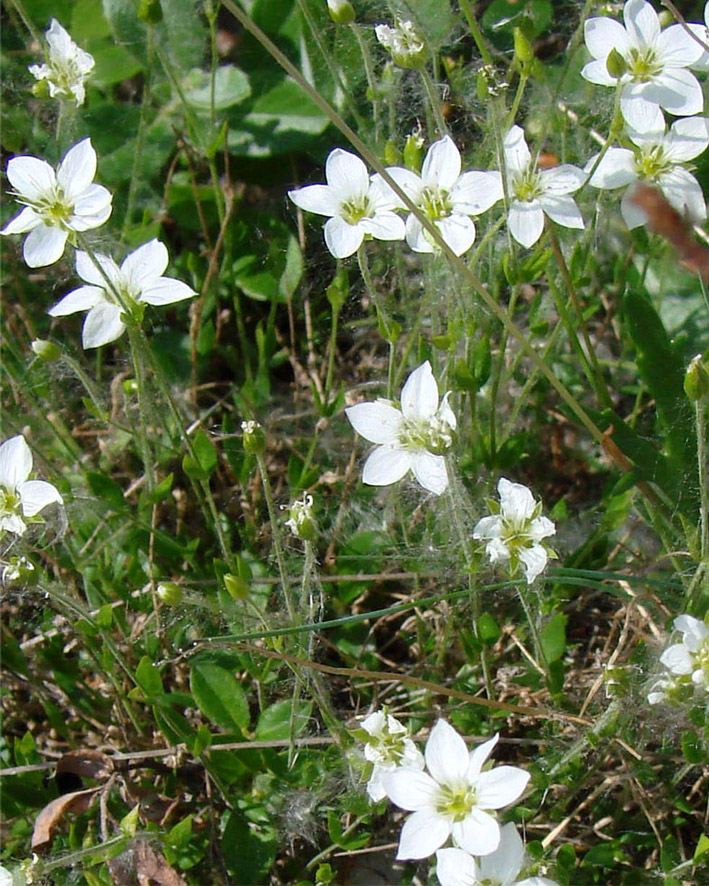 Изображение особи Arenaria redowskii.