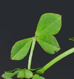 Image of taxon representative. Author is Татьяна Мальчинская