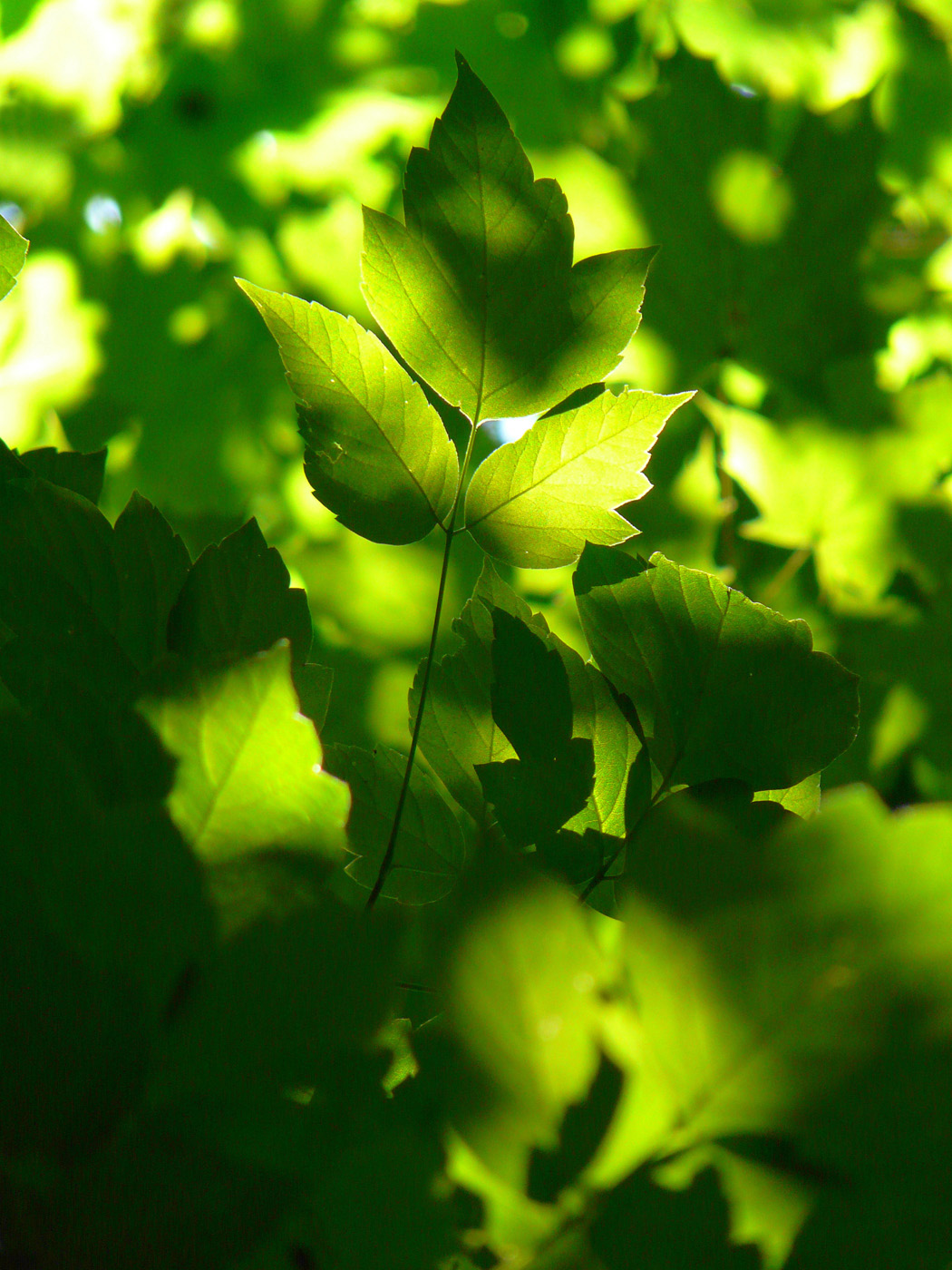 Image of Acer negundo specimen.