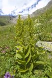 Veratrum lobelianum. Цветущие растения (слева внизу кадра - Betonica macrantha). Кабардино-Балкария, Приэльбрусье, долина реки Терскол, субальпийский луг, выс. ок. 2500 м н.у.м. 06.08.2009.