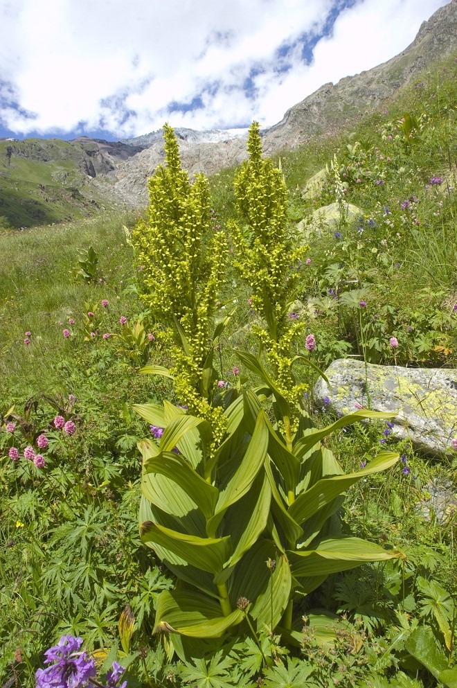 Изображение особи Veratrum lobelianum.