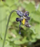 Erythronium sibiricum. Отцветший цветок (завязь). Пермский край, г. Пермь, Кировский р-н, садовый участок, в культуре. 20.05.2017.