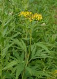 Senecio cannabifolius. Верхушка цветущего растения. Камчатка, г. Елизово, долина р. Авача, луг. 17.08.2016.