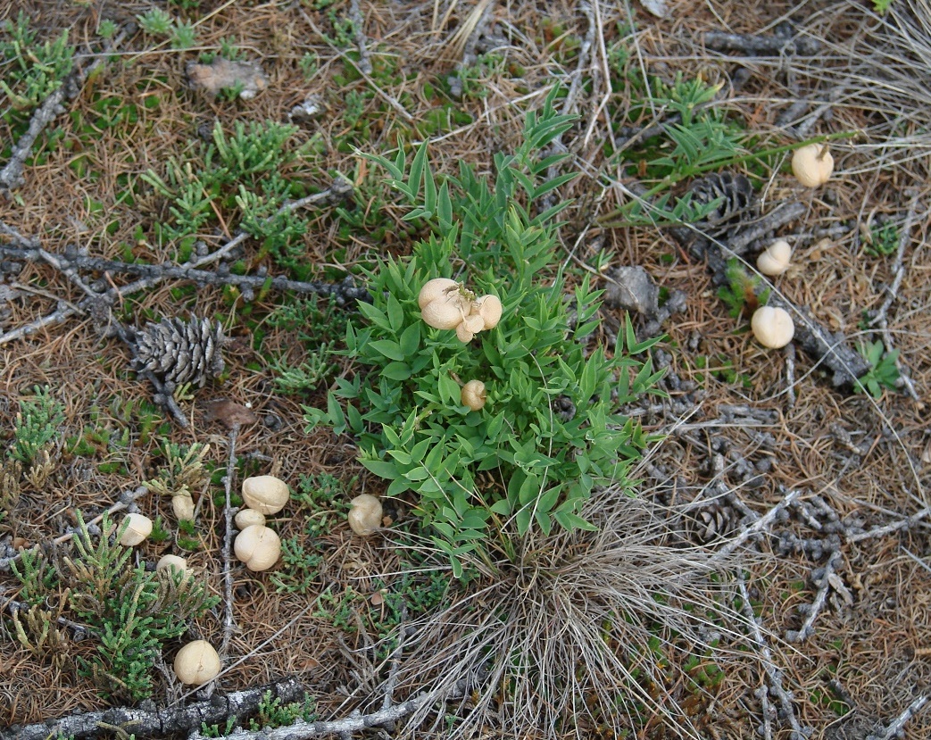 Image of Astragalus chorinensis specimen.