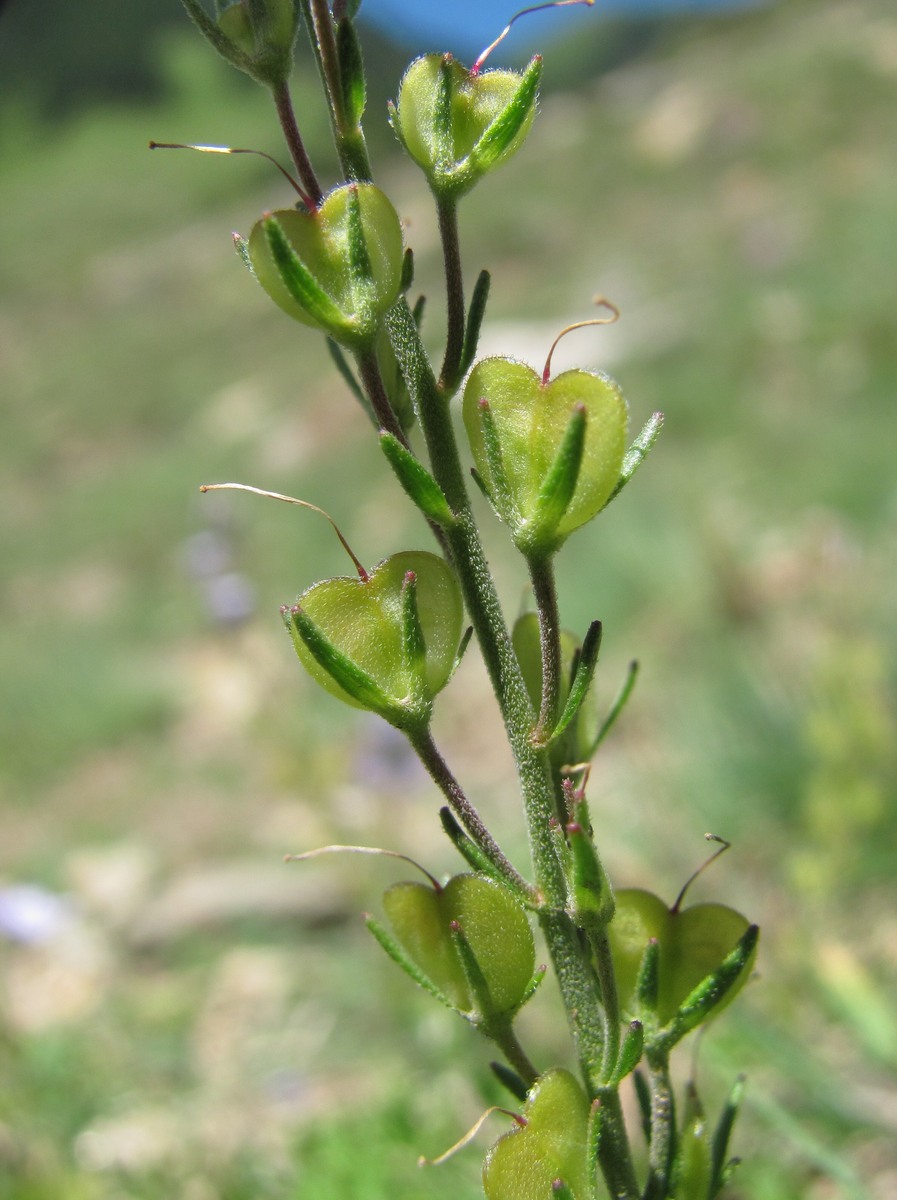 Image of Veronica multifida specimen.
