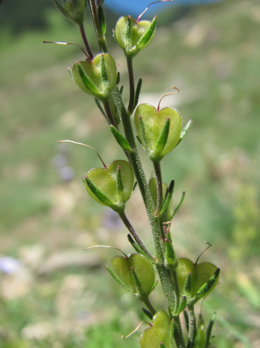 Изображение особи Veronica multifida.