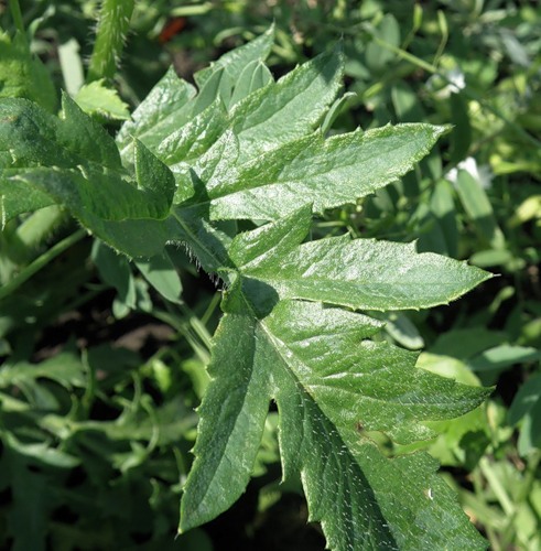 Image of Papaver rhoeas specimen.