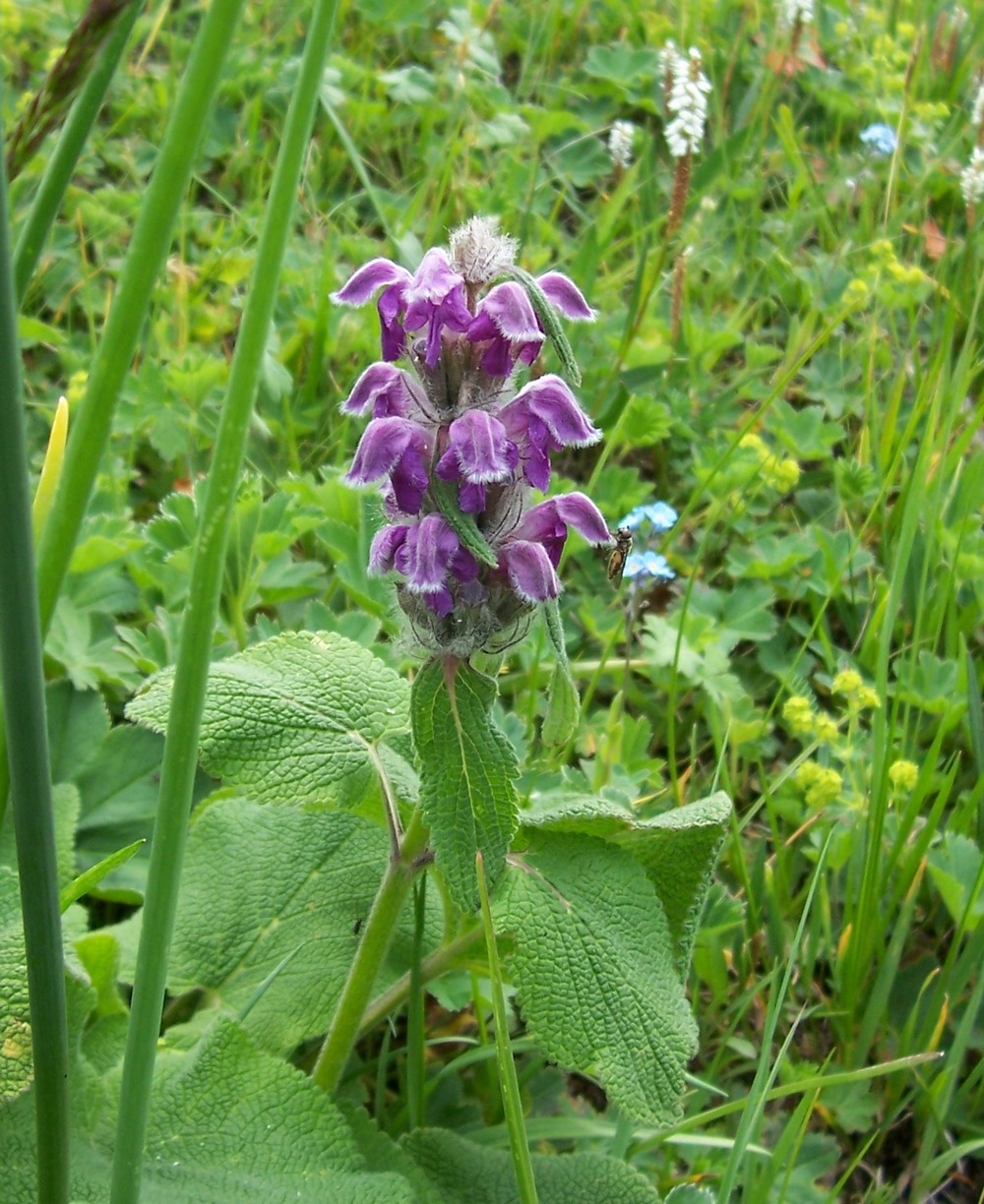 Изображение особи Phlomoides oreophila.