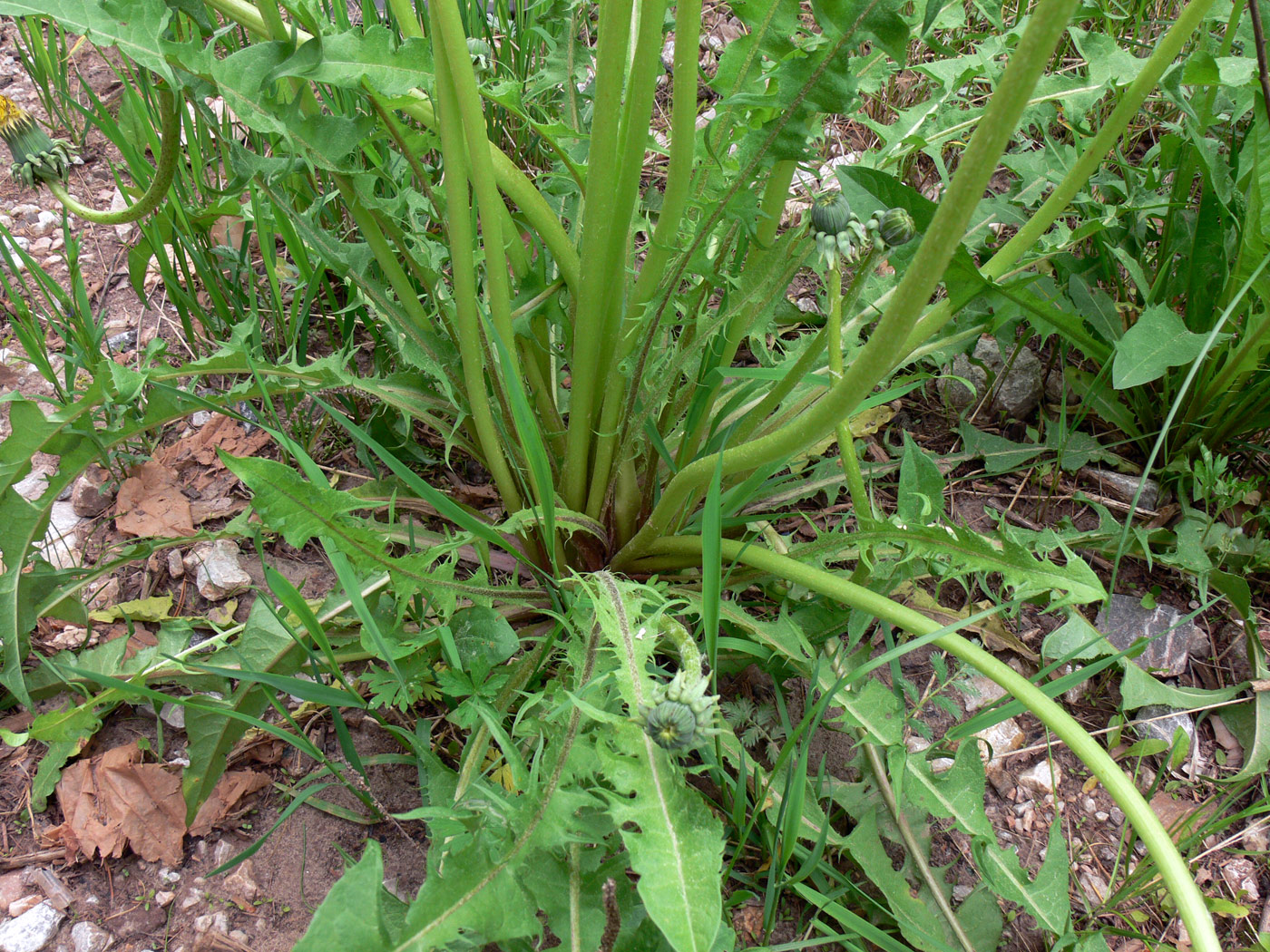 Изображение особи Taraxacum kjellmanii.