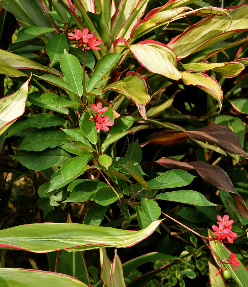 Image of Jatropha integerrima specimen.