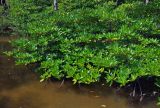 Rhizophora apiculata. Взрослые растения во время прилива. Малайзия, о-в Калимантан, национальный парк Бако, мангровый лес. 08.05.2017.